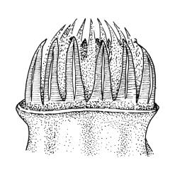 Ptychomnion aciculare, peristome. Drawn from P. Child s.n., 5 Mar. 1972, CHR 412908.
 Image: R.C. Wagstaff © Landcare Research 2018 